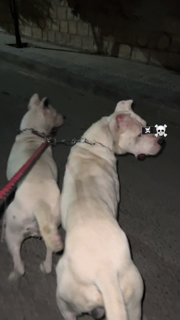 @DOGO ARGENTINO R.A.S🇦🇷🔥