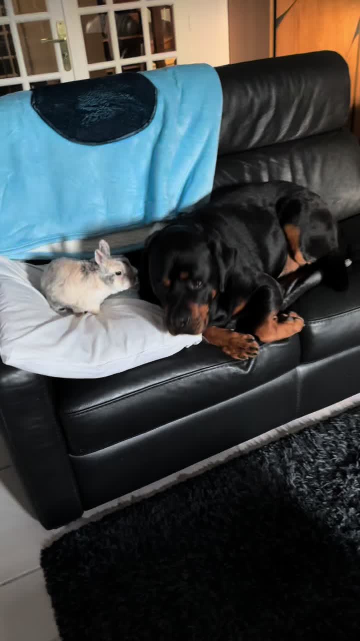 @❤️Lilas❤️&♥️Pogo♥️