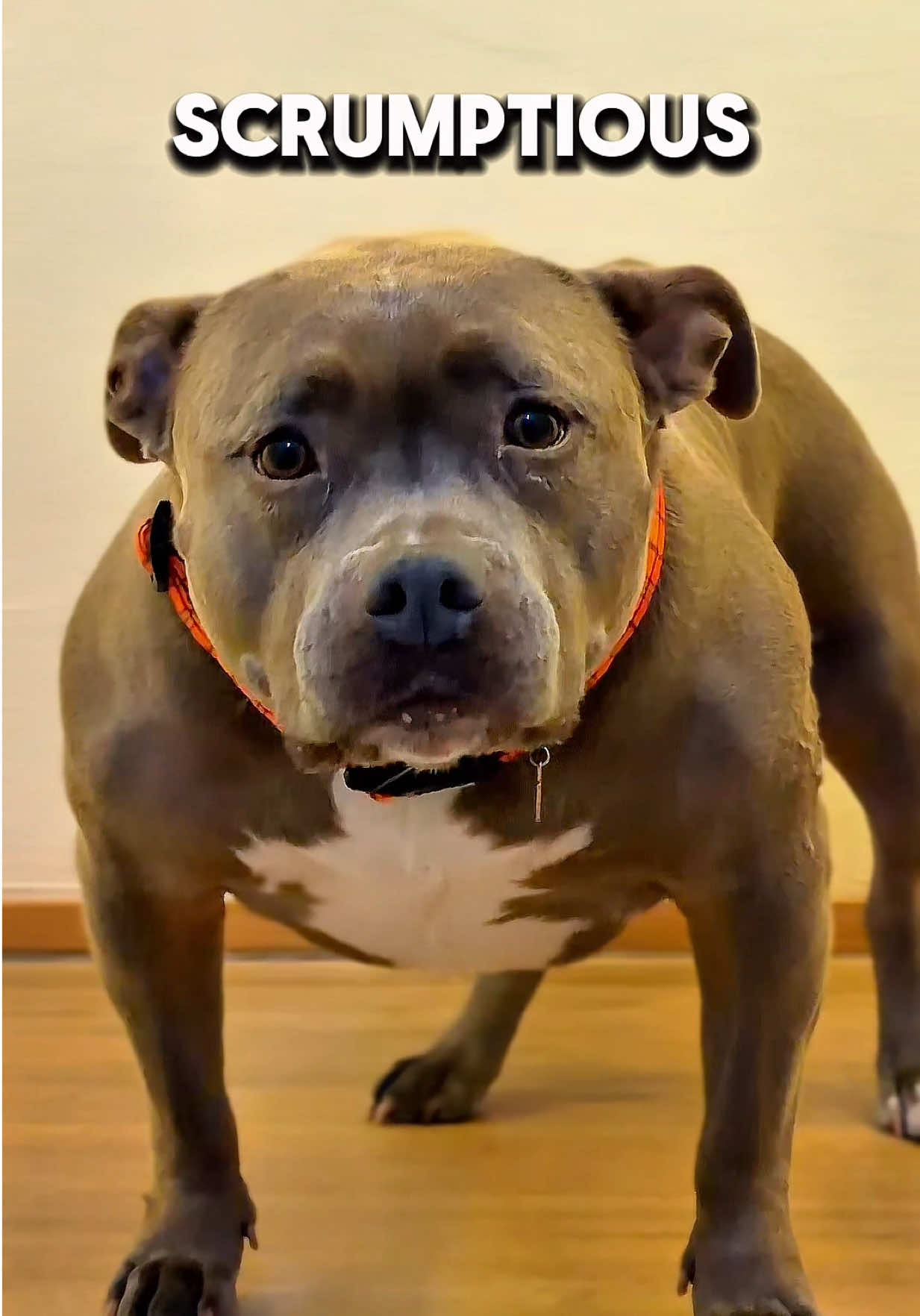 @IG: @lou.the.bully