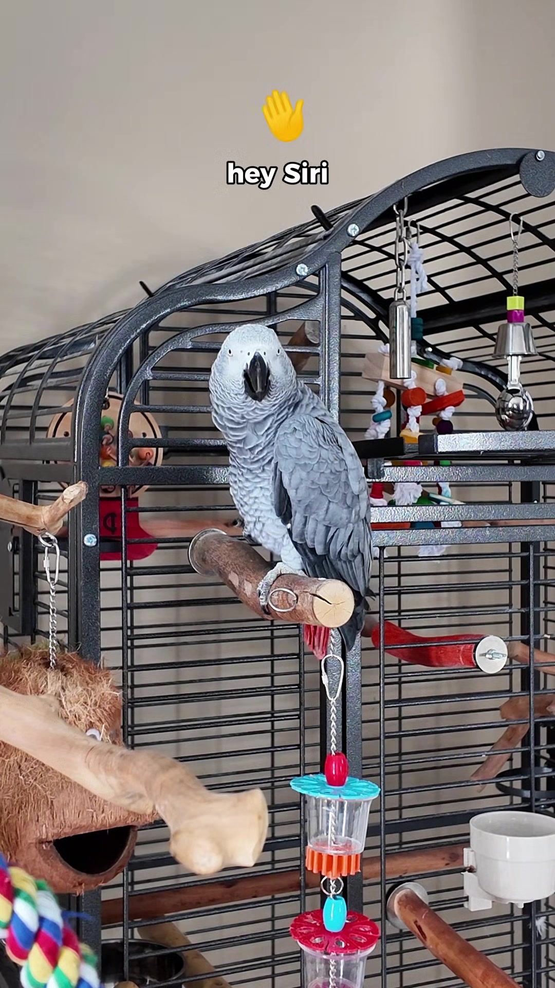 @Gizmo The Grey Bird