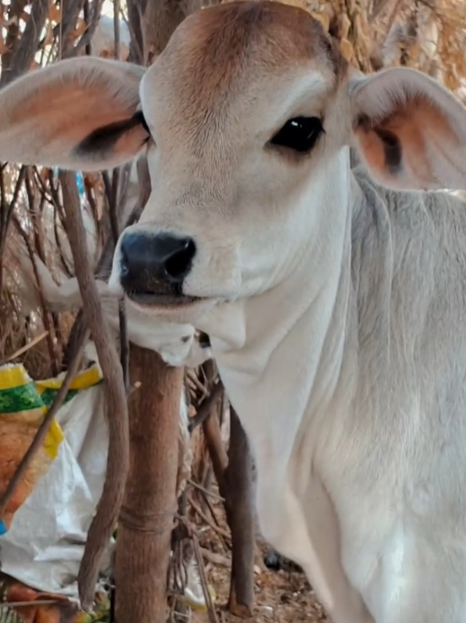 @cows_b_like