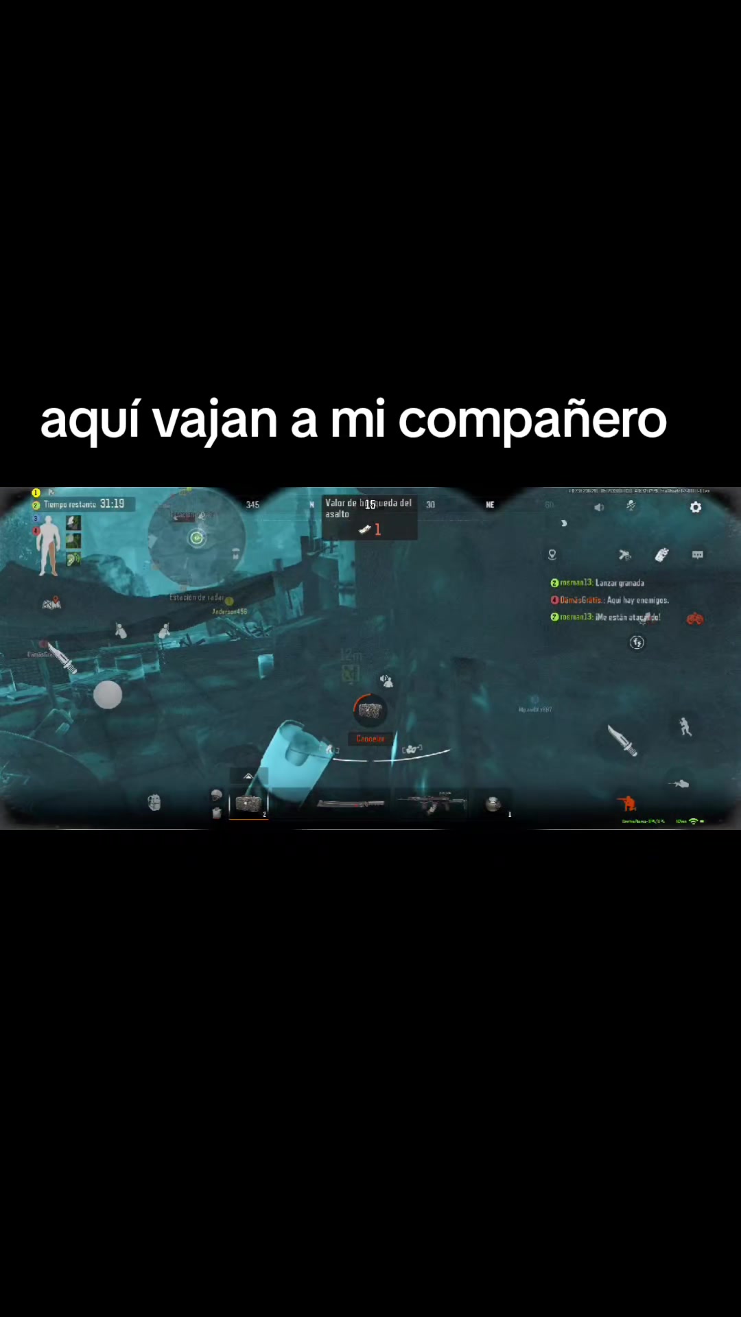 @gato de combate