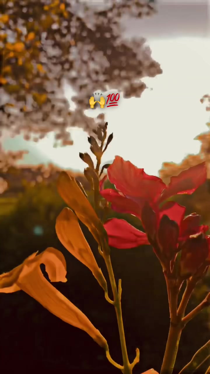 @پنڈا والے راجپوت☘️☘️ظفر وال🤗