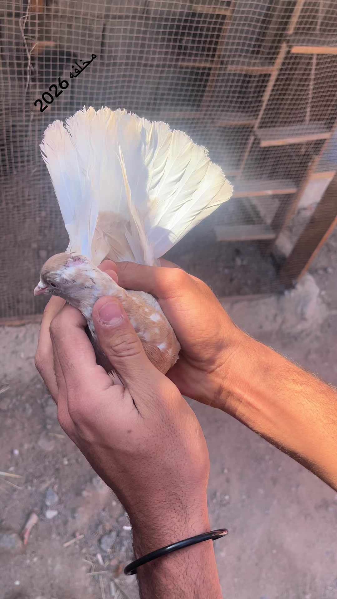 @عبسي
