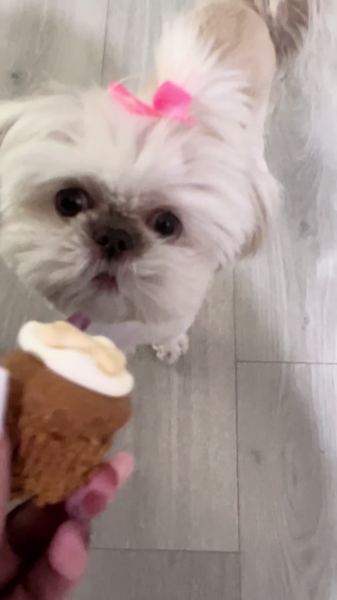 @nitaandcookiesha
