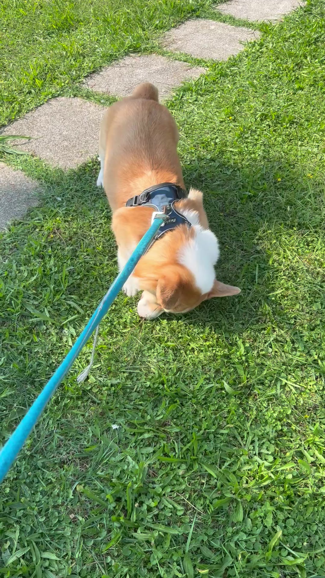 @Cheddar the Corgi