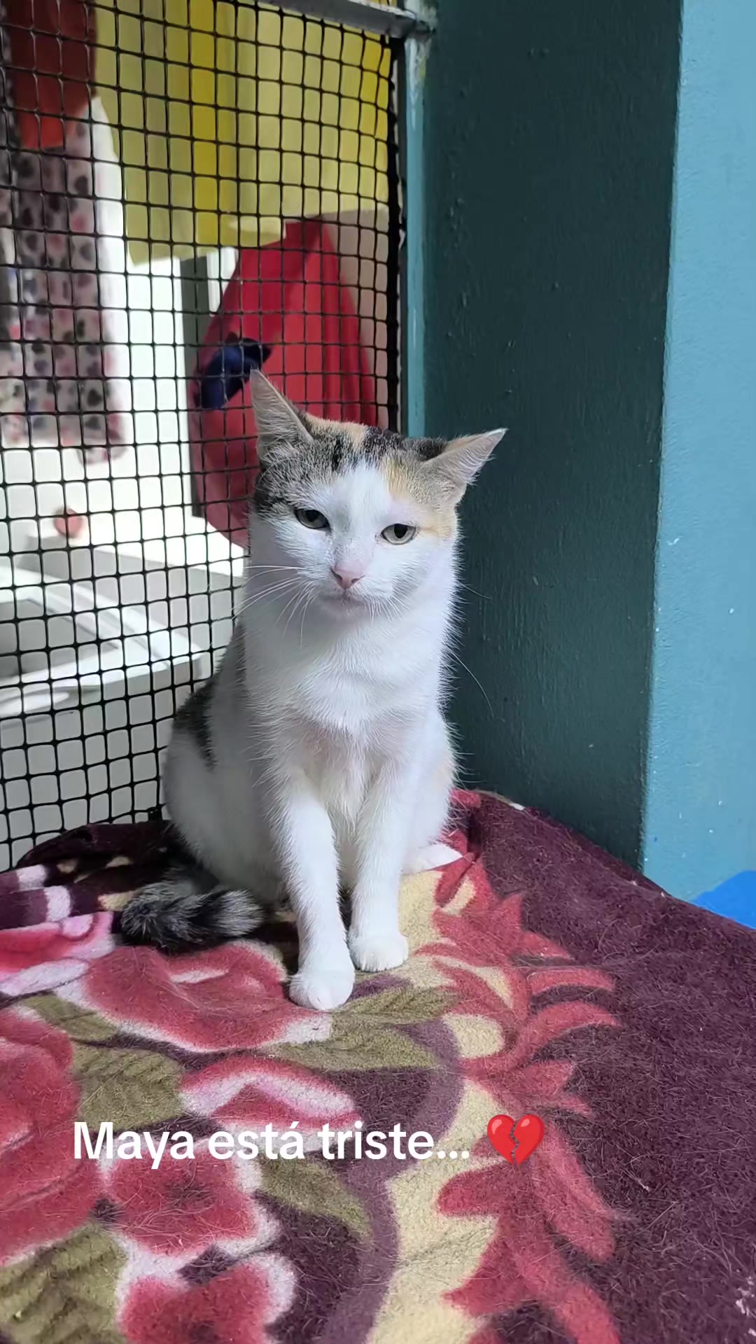 @fundación lazo animal