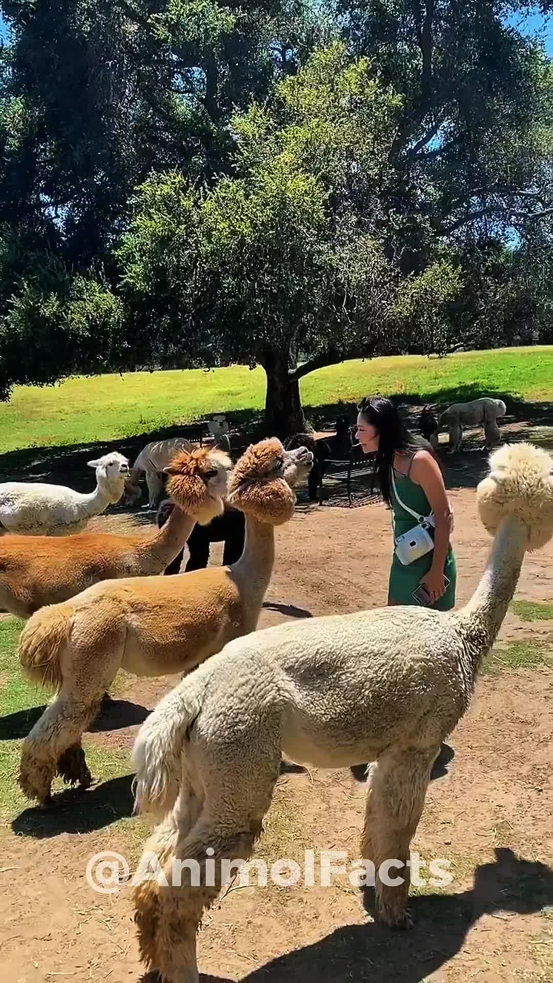 @animolfacts