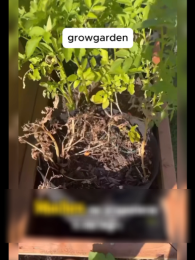 @Grow Garden | Plantas