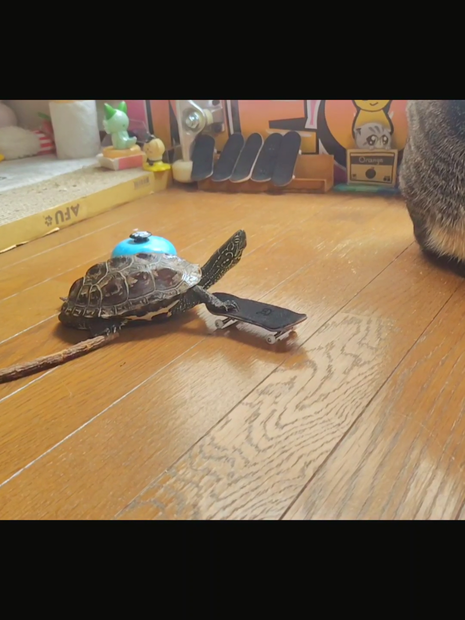 @クサガメ軍曹🐢