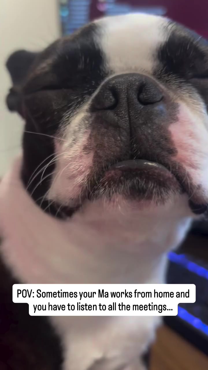 @boston.terrier.shop