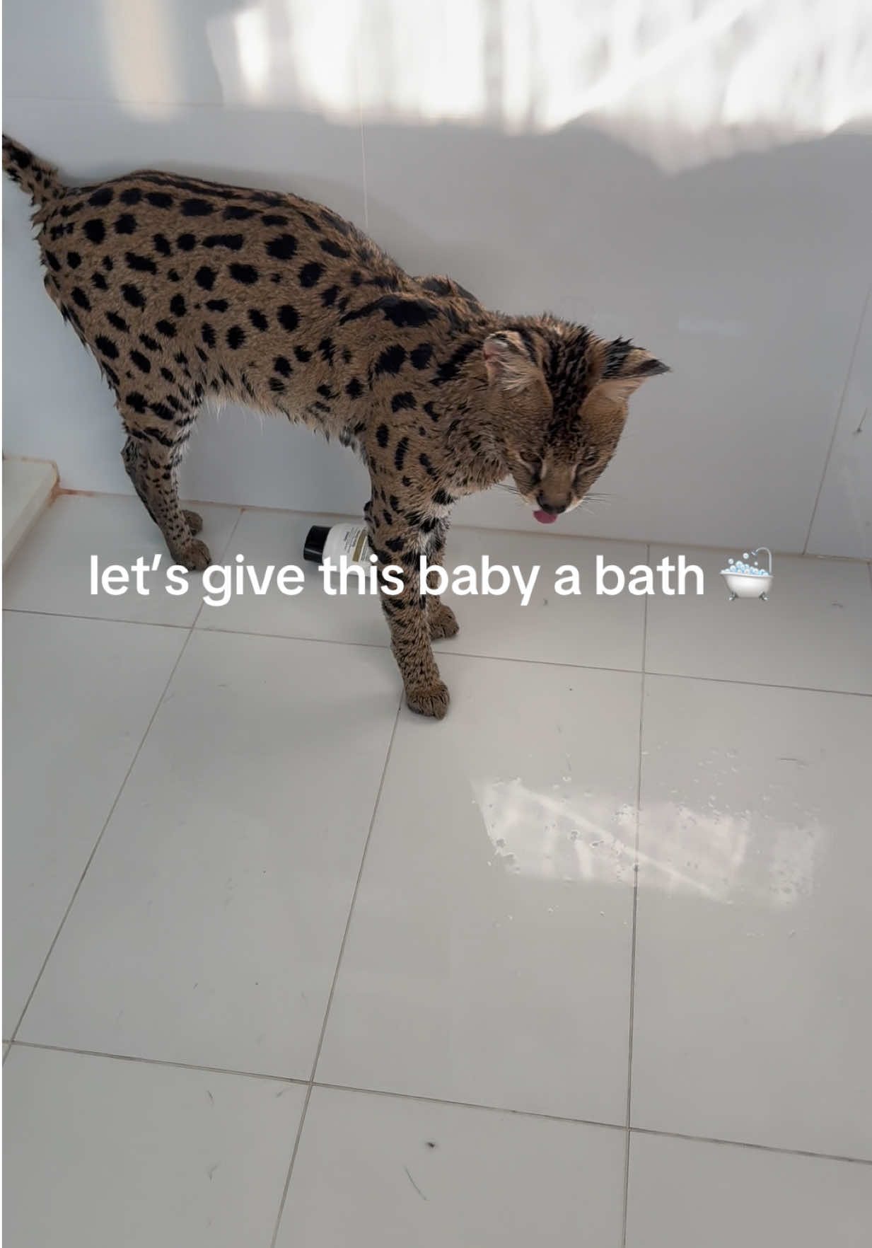 @milo the serval