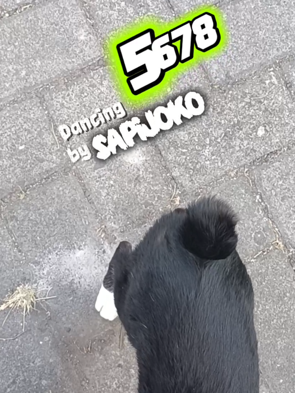 @sapijoko