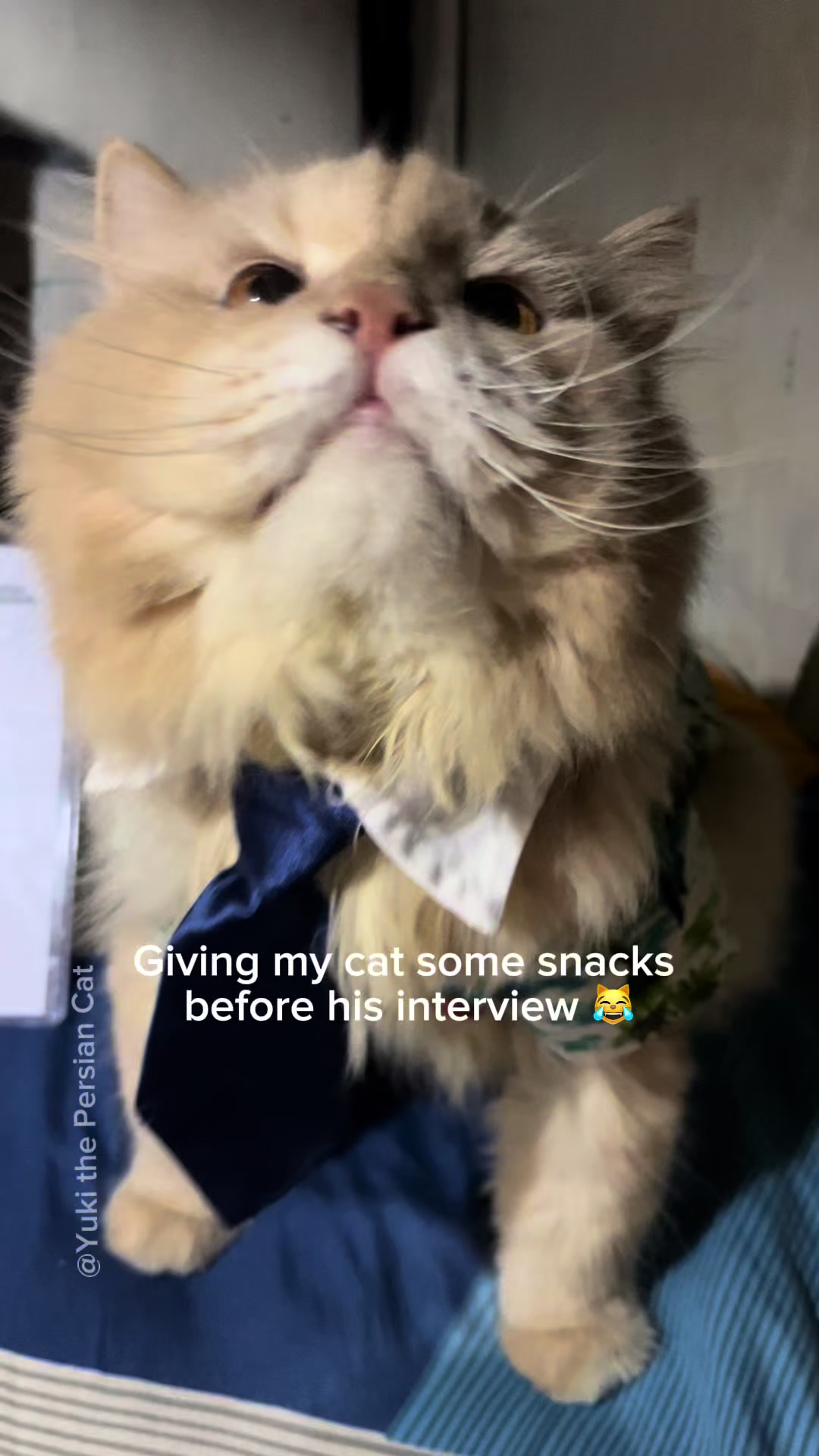 @Yuki the Persian Cat