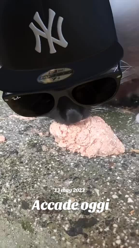 @Narcisi Rossi🐈&zwj;⬛🫧🫧🐾