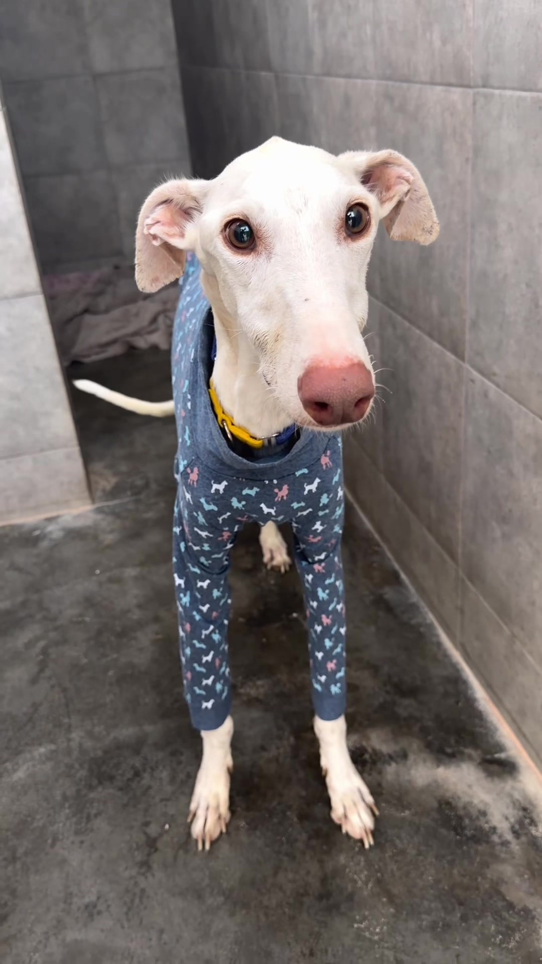 @Galgos del Sol