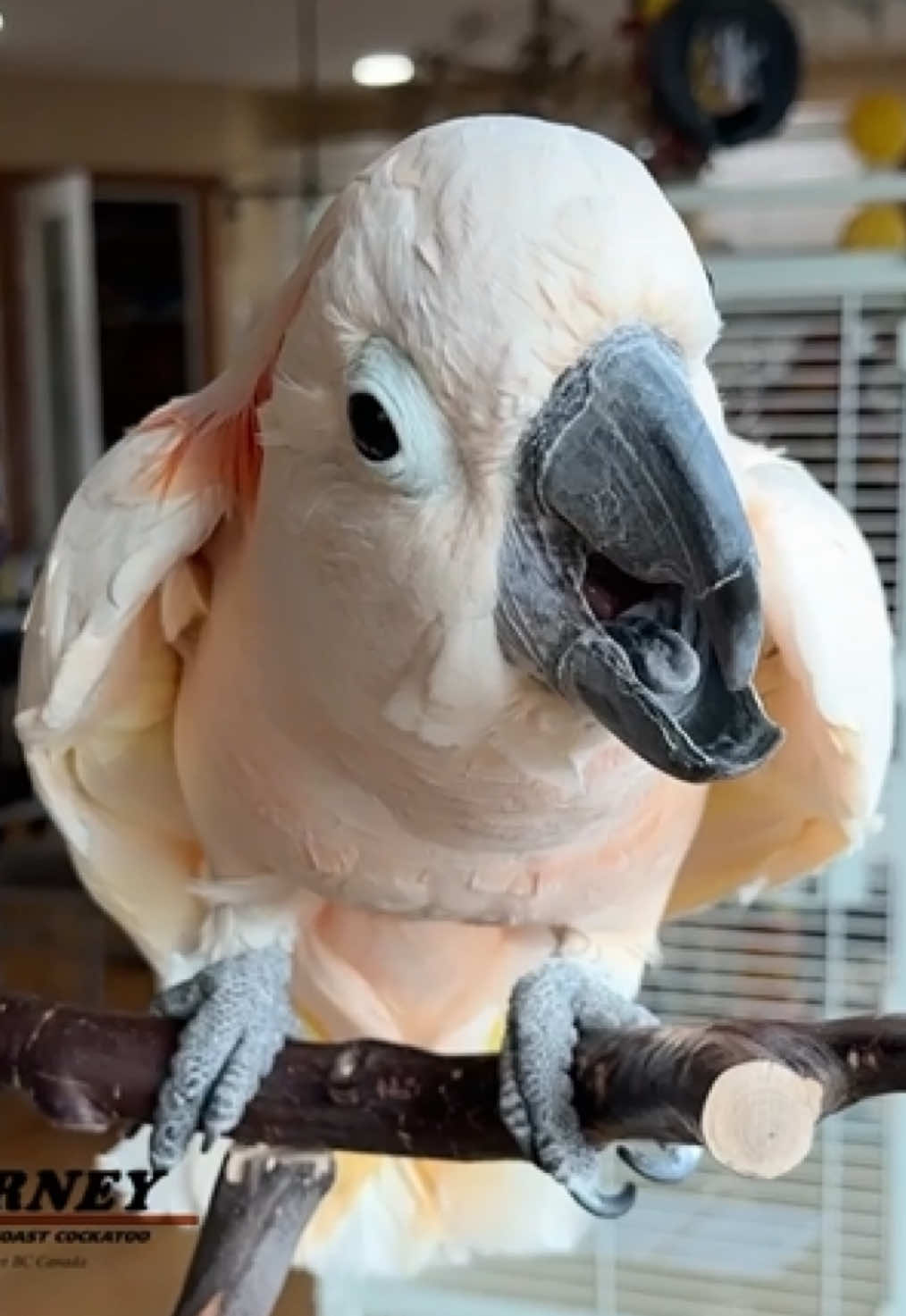@Barney the West Coast Cockatoo