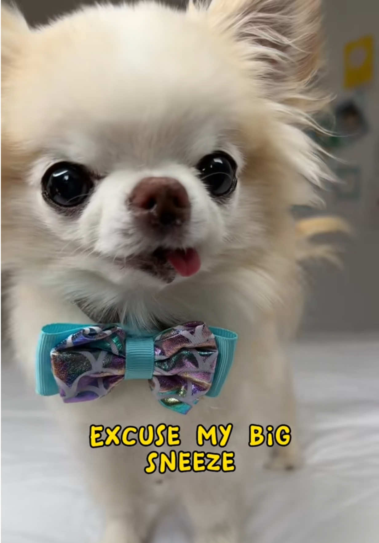 @Tiny Chihuahua Cedric & Maya