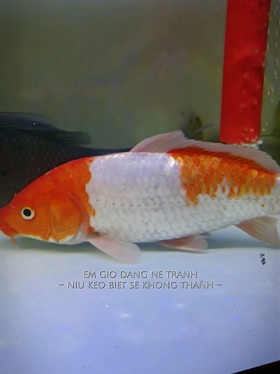 @TÂN