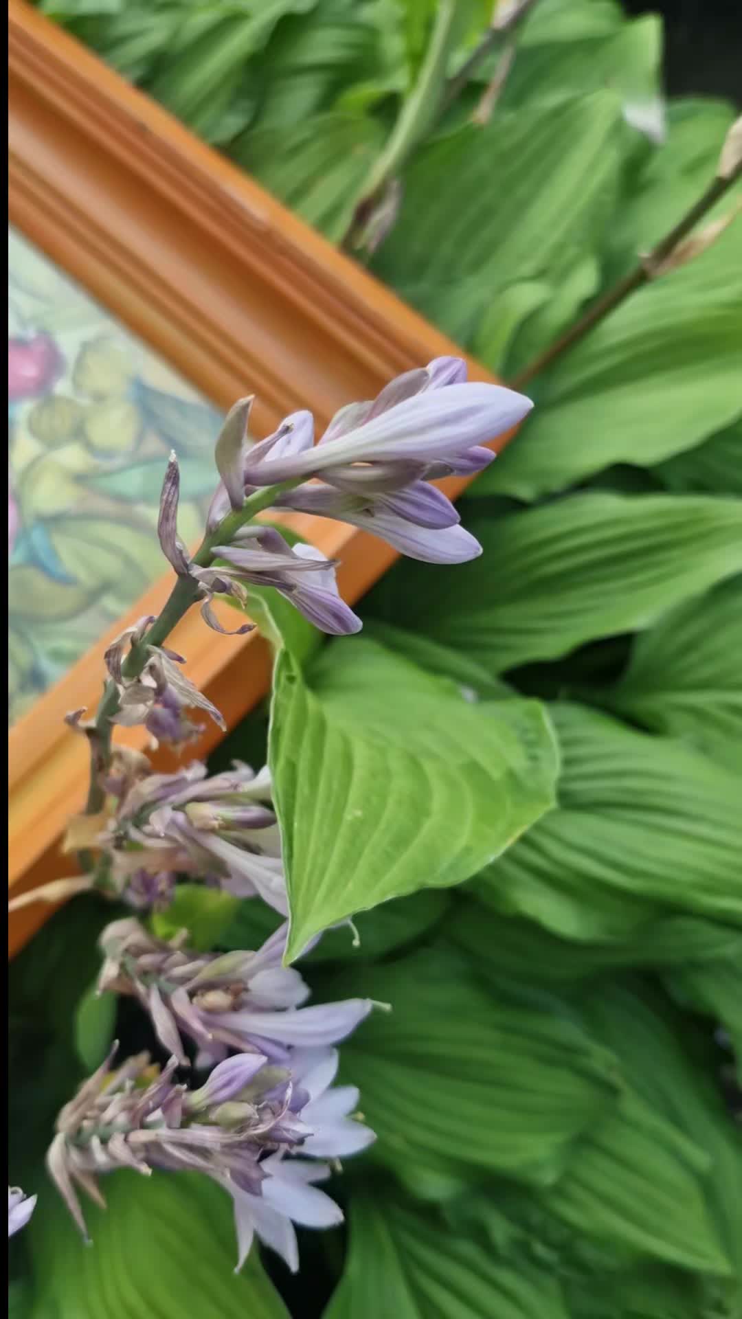 @s y l w i a🔹️d🔹️a q u a