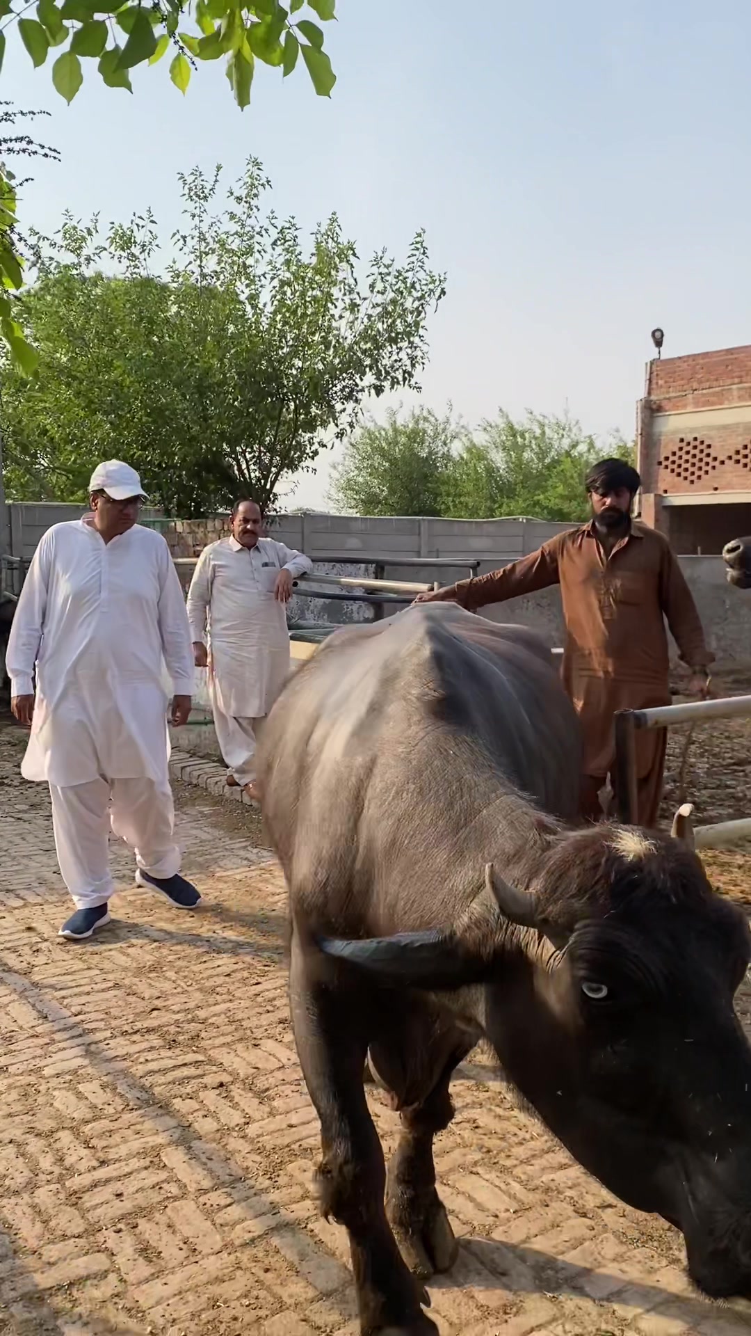 @Waqas Rohi wala