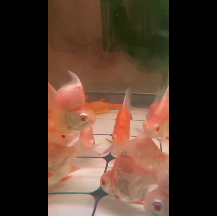 @網上看魚