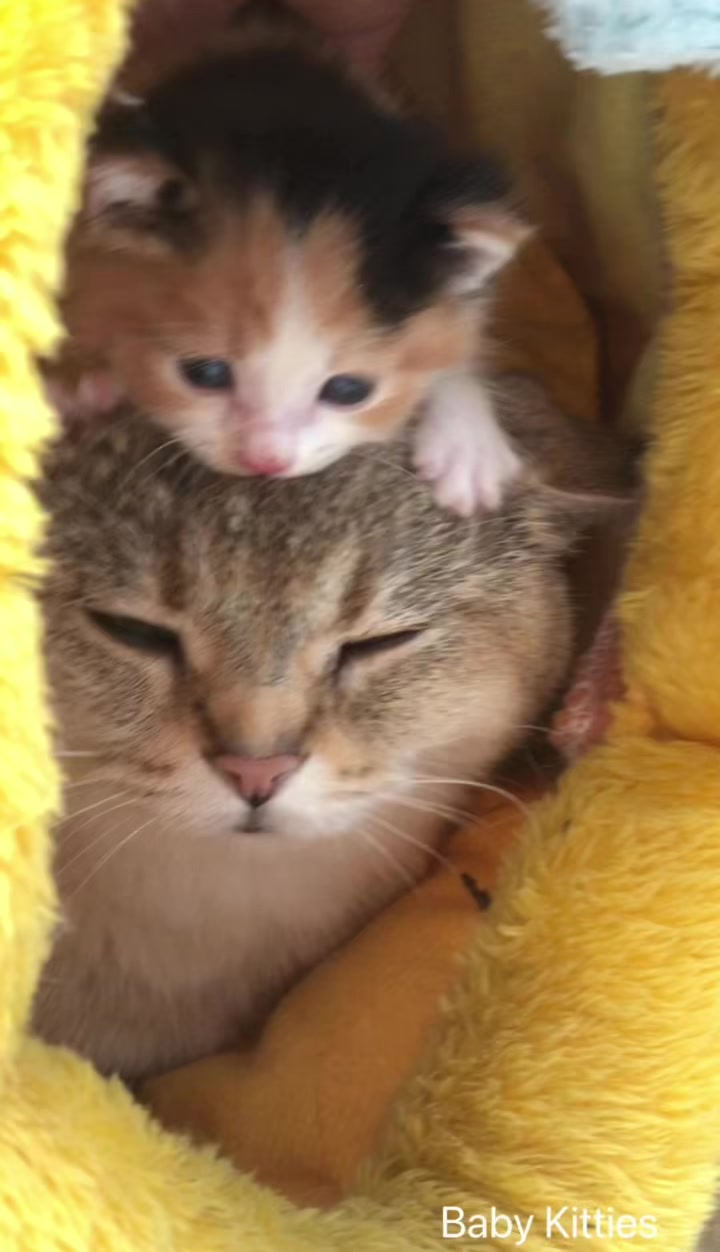@Pawsfull.ASMR