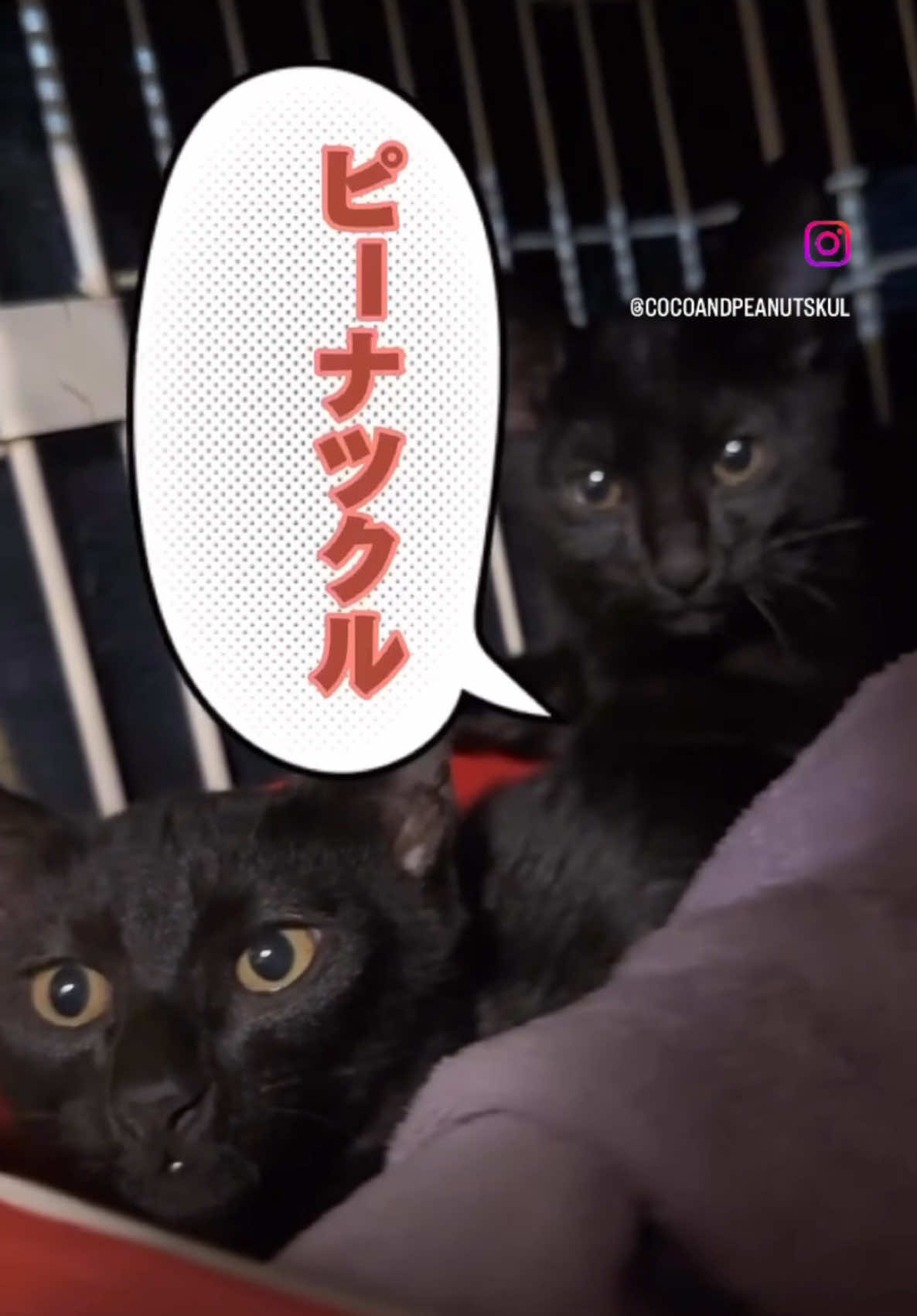 @黒猫兄弟ココピー&カリン