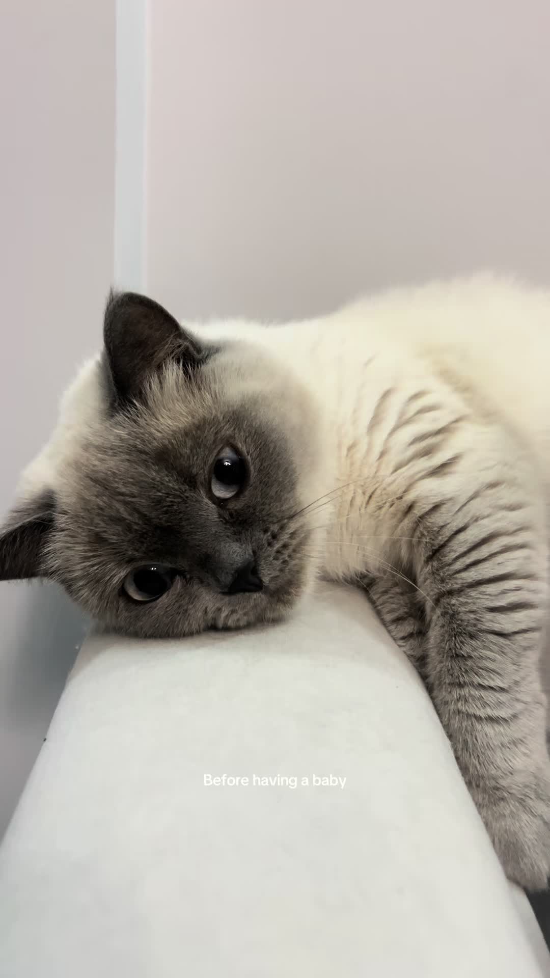 @Трускавецька киця 😻