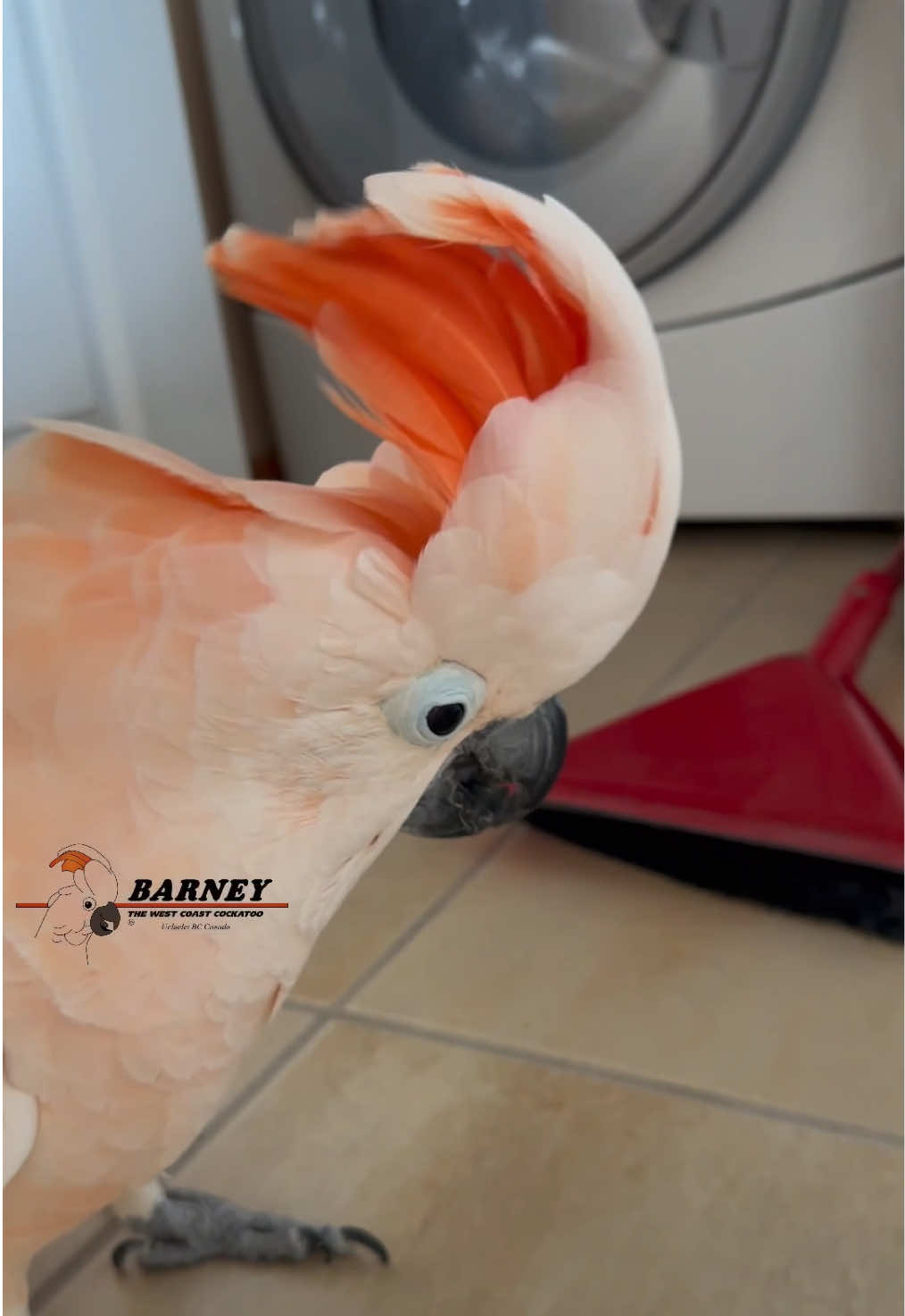 @Barney the West Coast Cockatoo