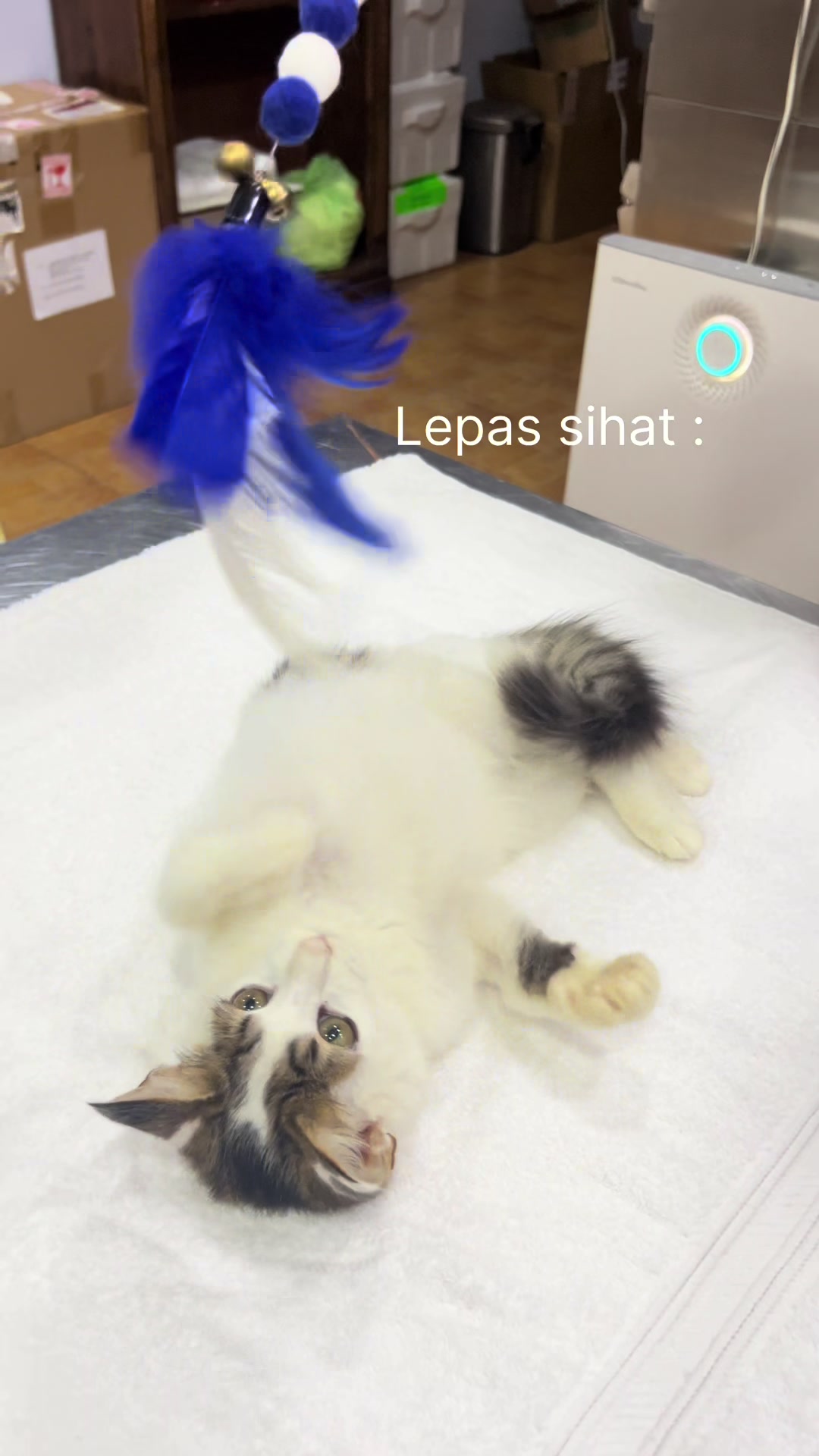 @Jawhari Cat Medical Centre