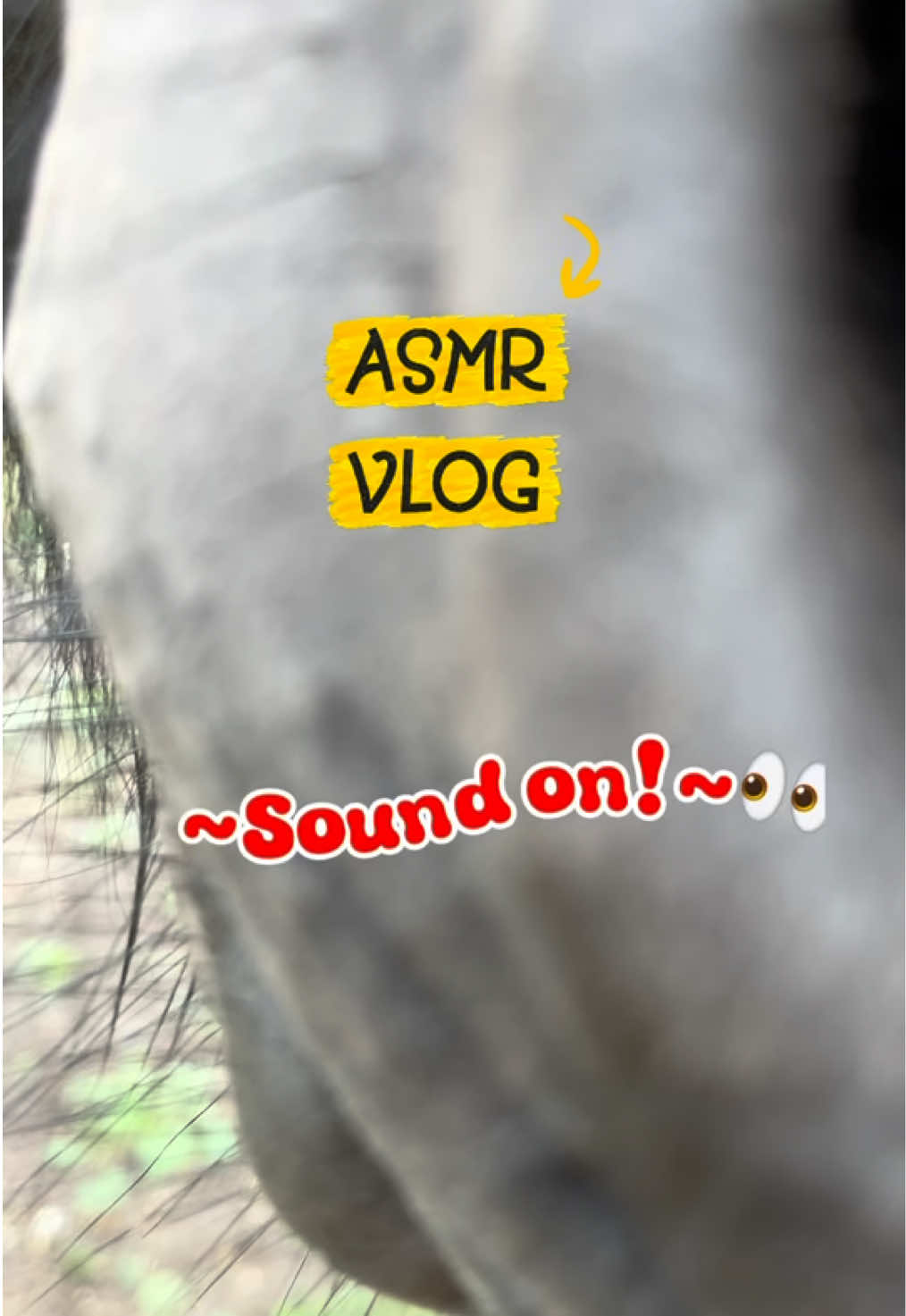 @kht_horselife
