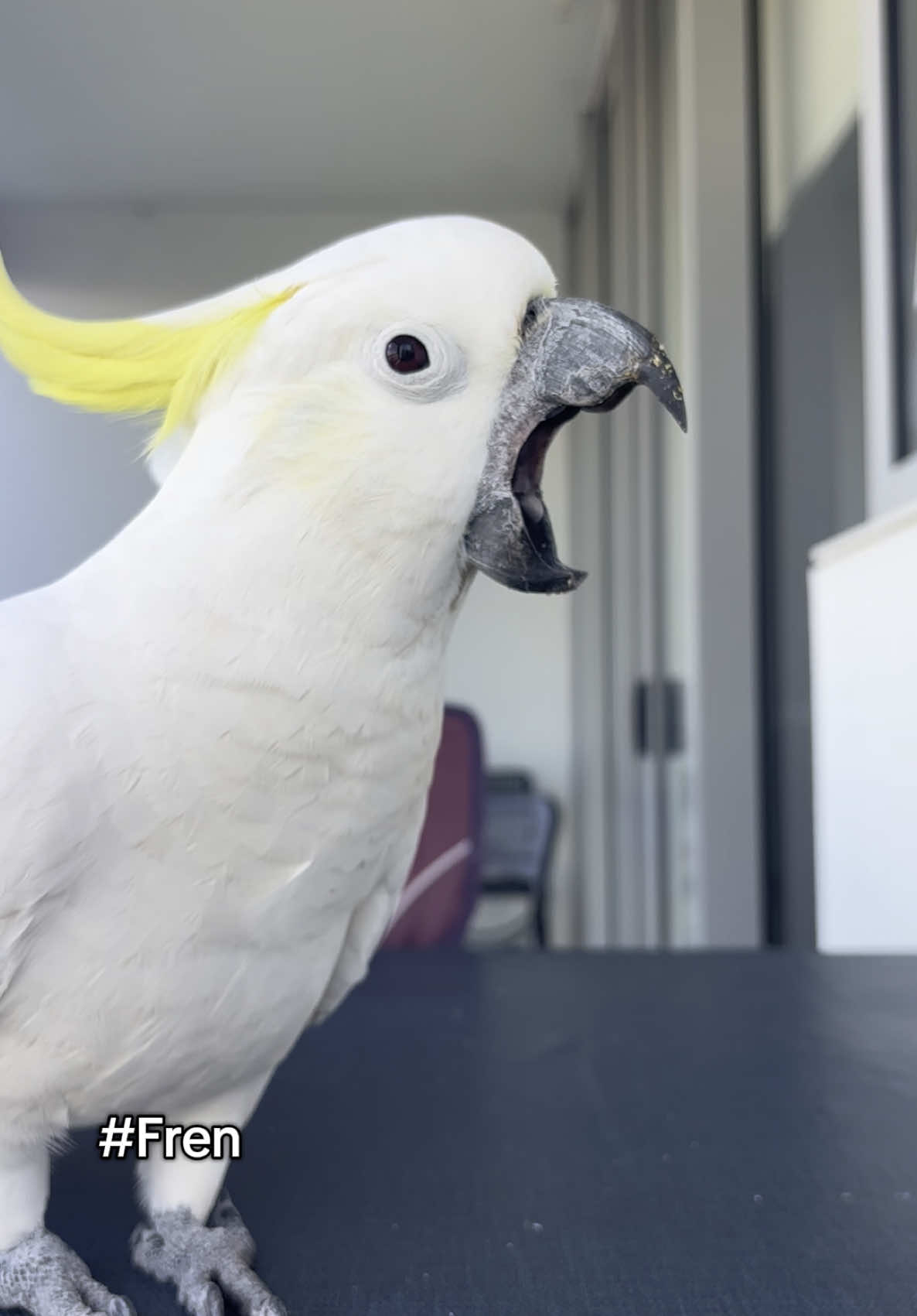 @aussie.cockatoo