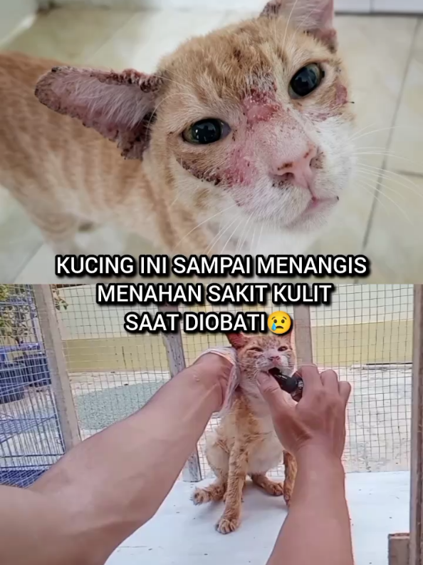 @Kucing Rumah Ronal