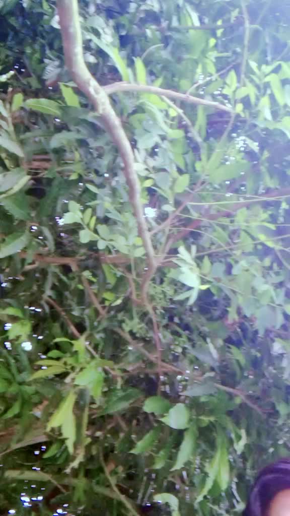 @❤️শরাফ উদ্দিন হৃদয়❤️
