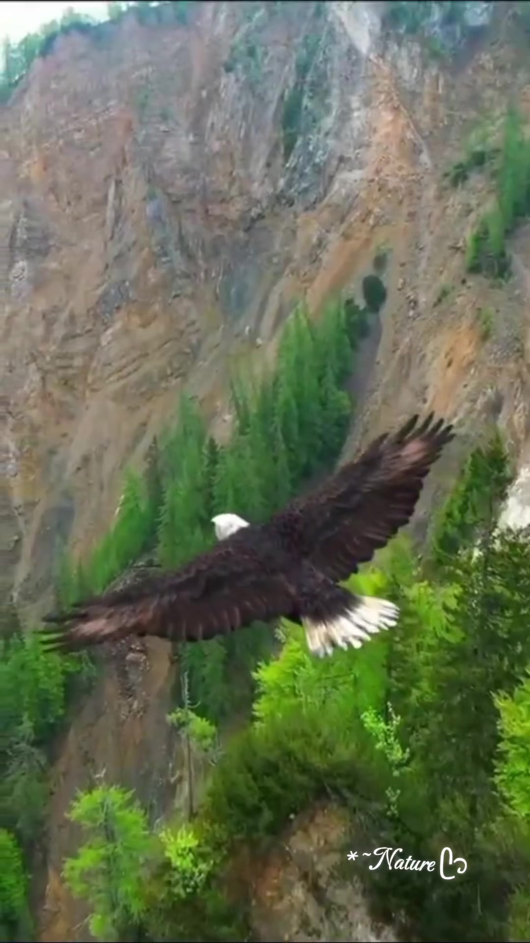 @*~Nature ᥫ᭡