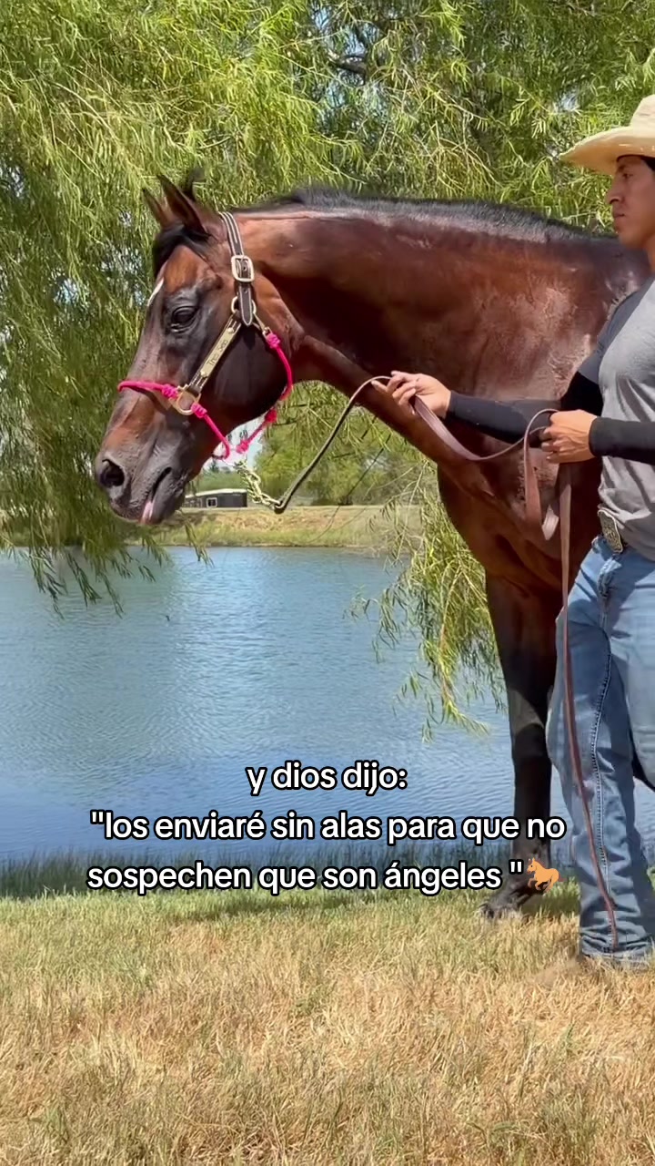 @carriles altos de jalisco🐎
