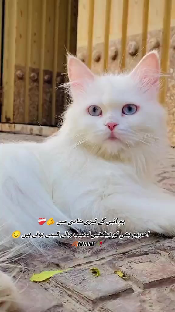 @🍂KHANI 🥀