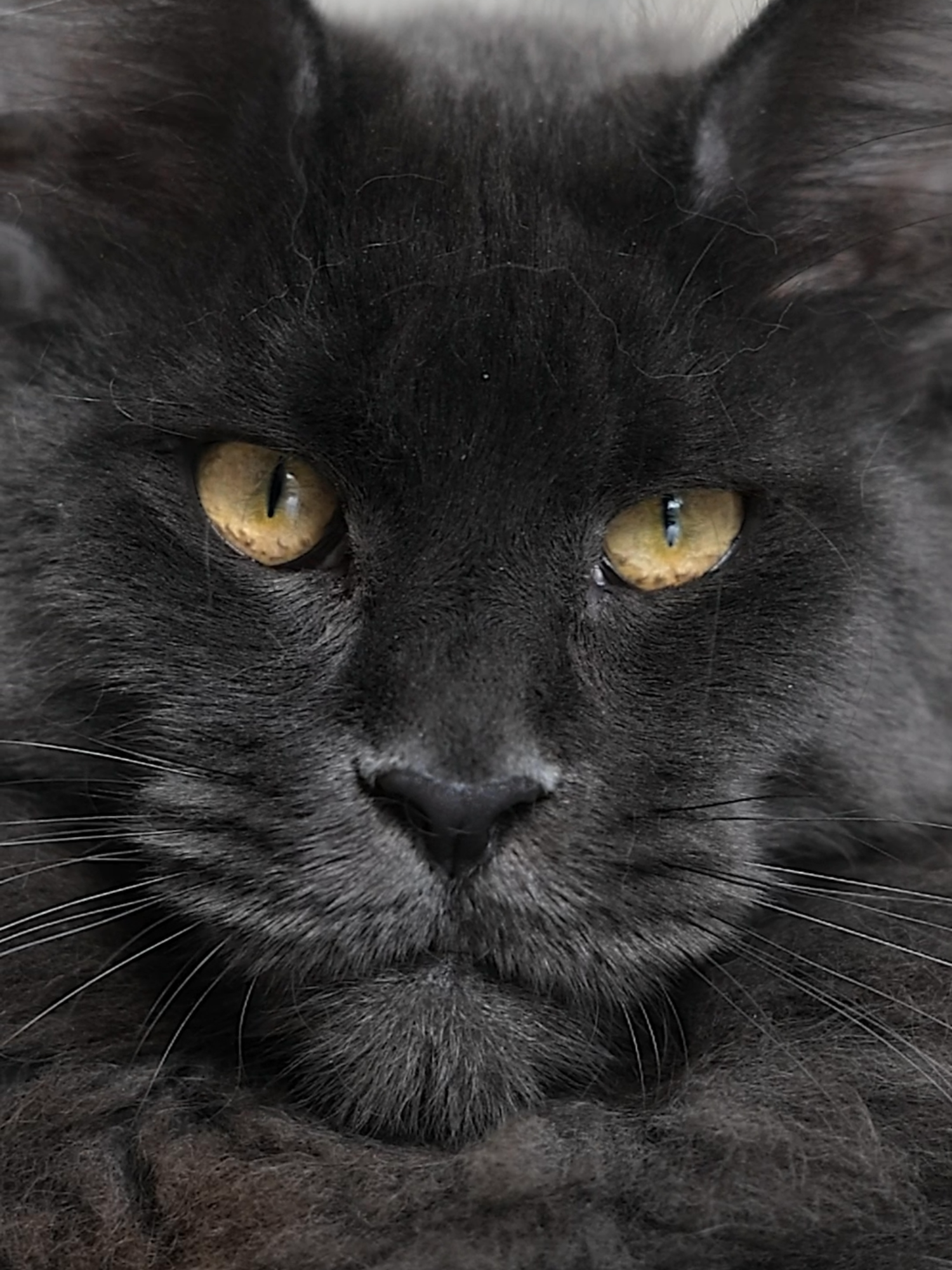 @Felis Gallery by Robert Sijka