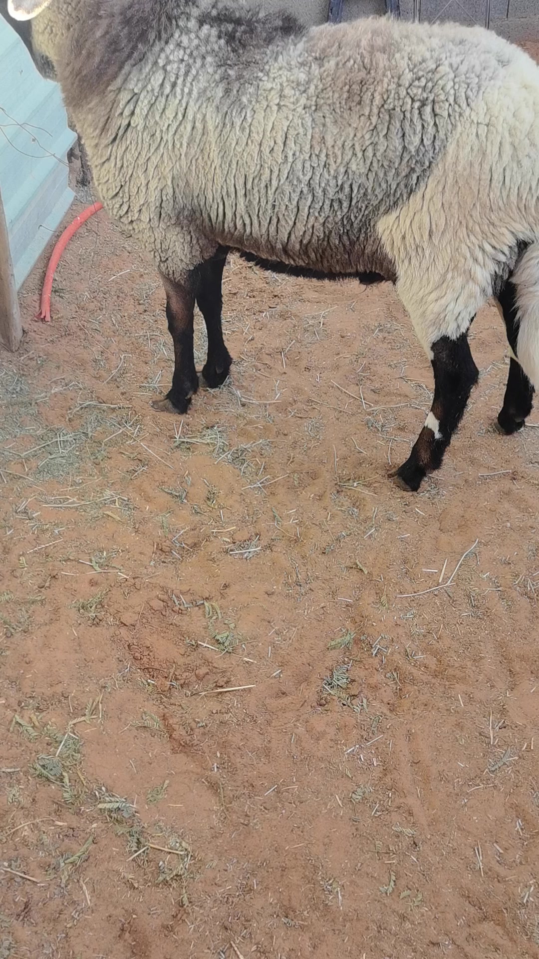 @مراح ابو يزيد الضان القبرص