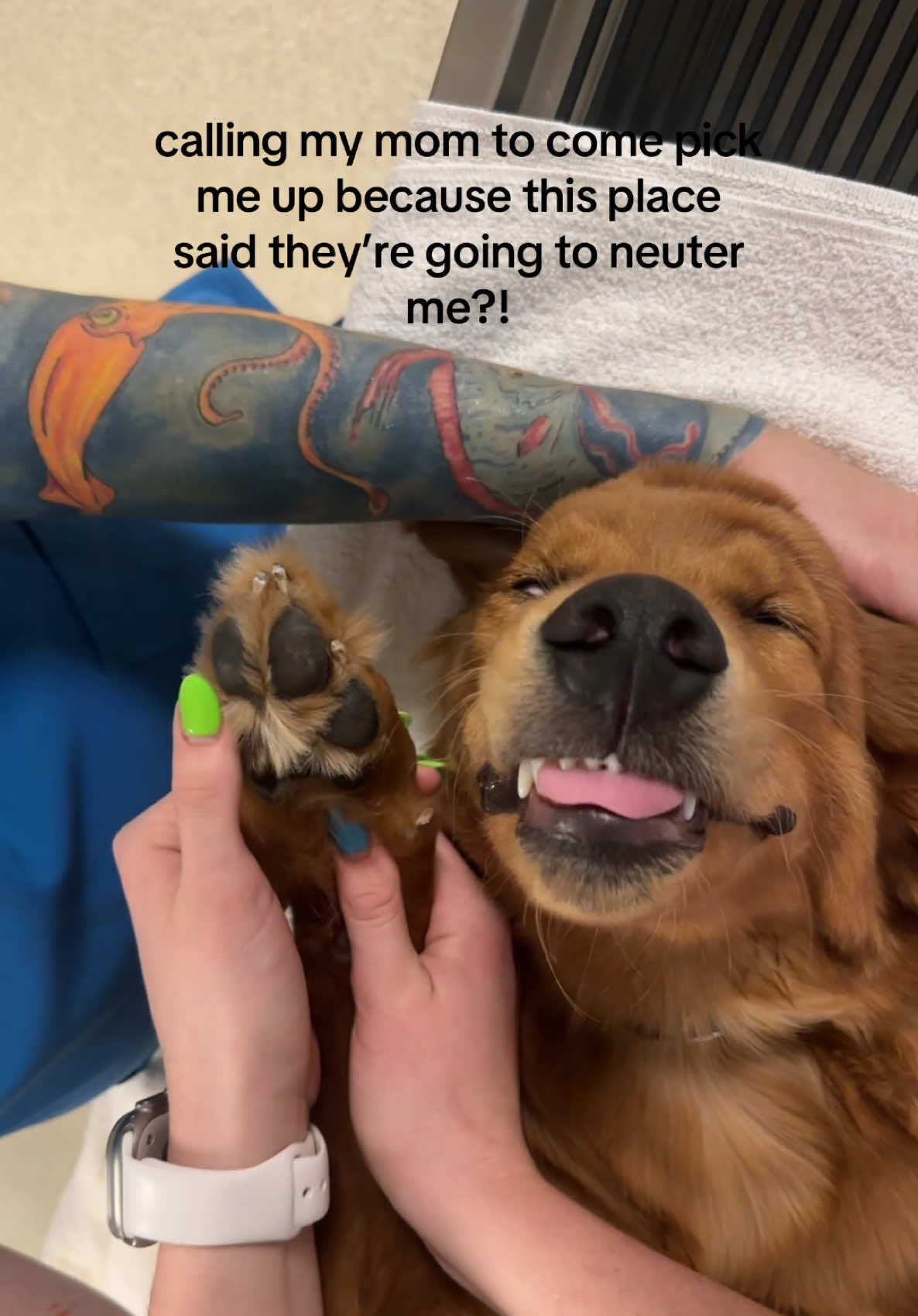 @Dreaming Summit Animal Hosp