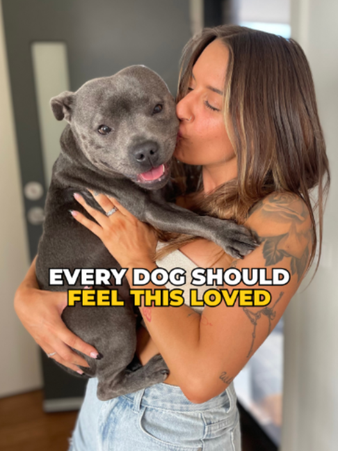 @Happy Staffy Co