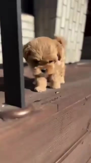 @Teacup puppies