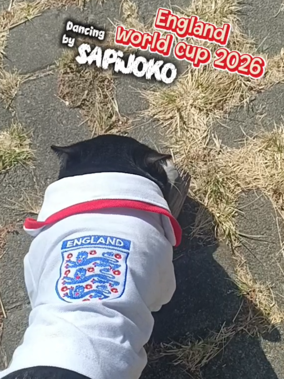 @sapijoko