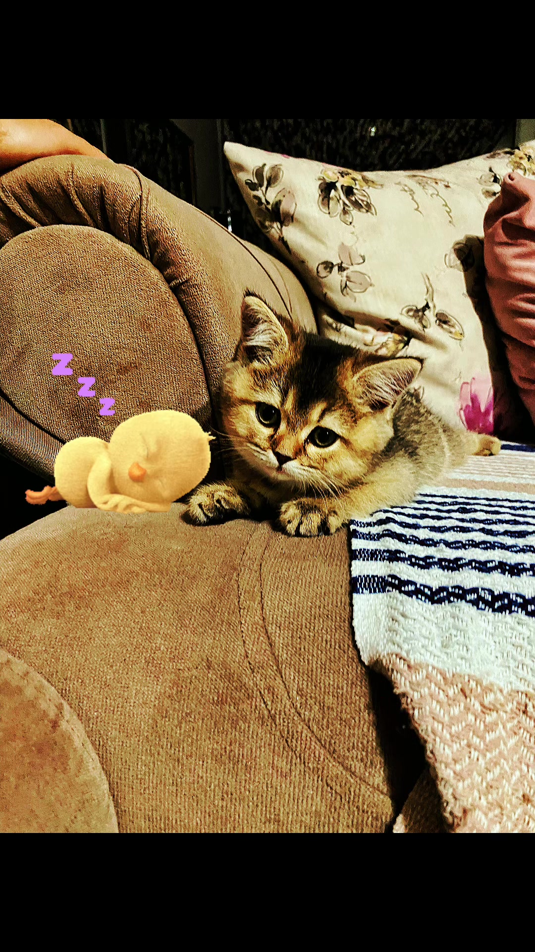 @🐾 Noya 🐾
