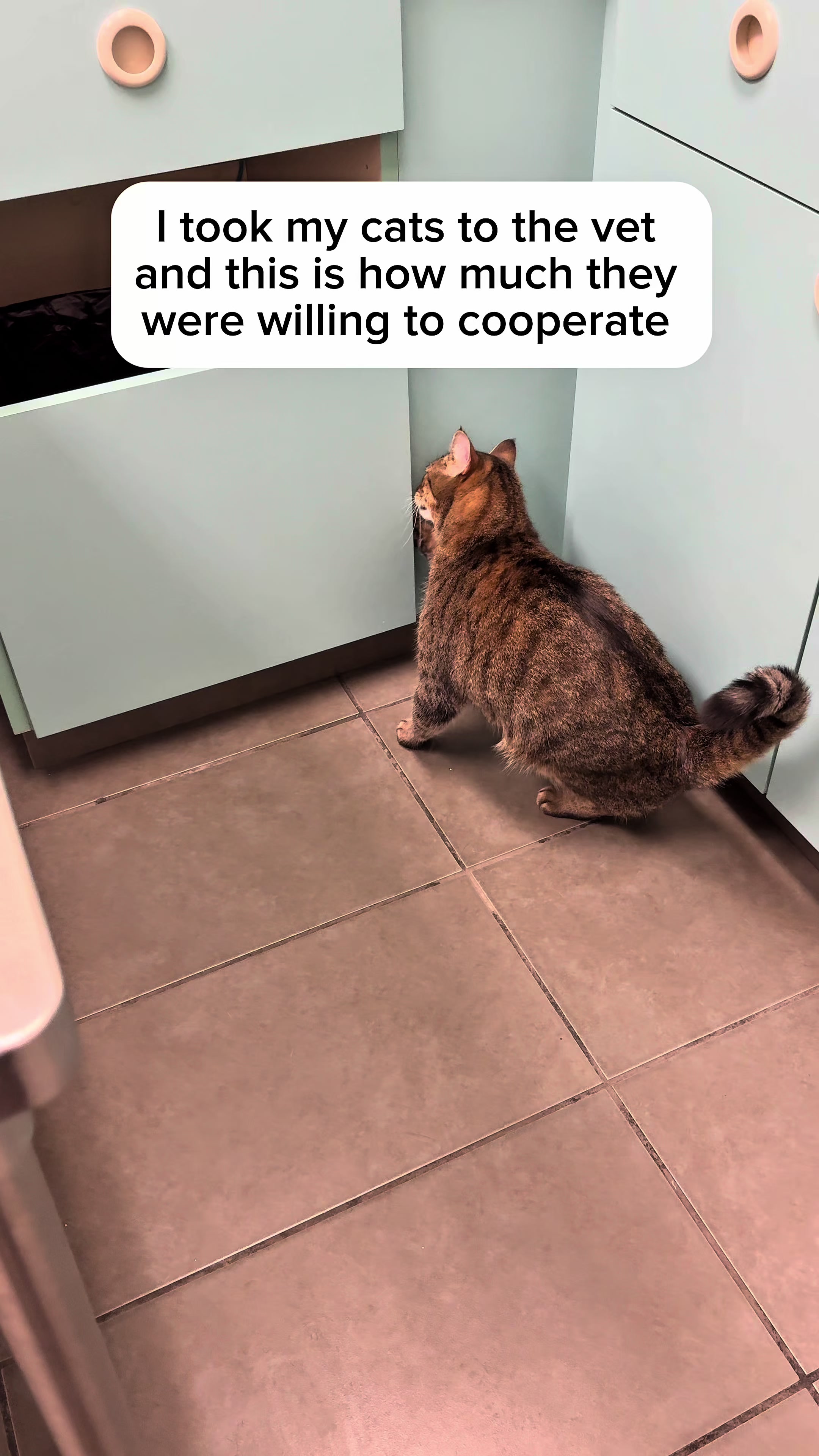 @Three Nawty Cats