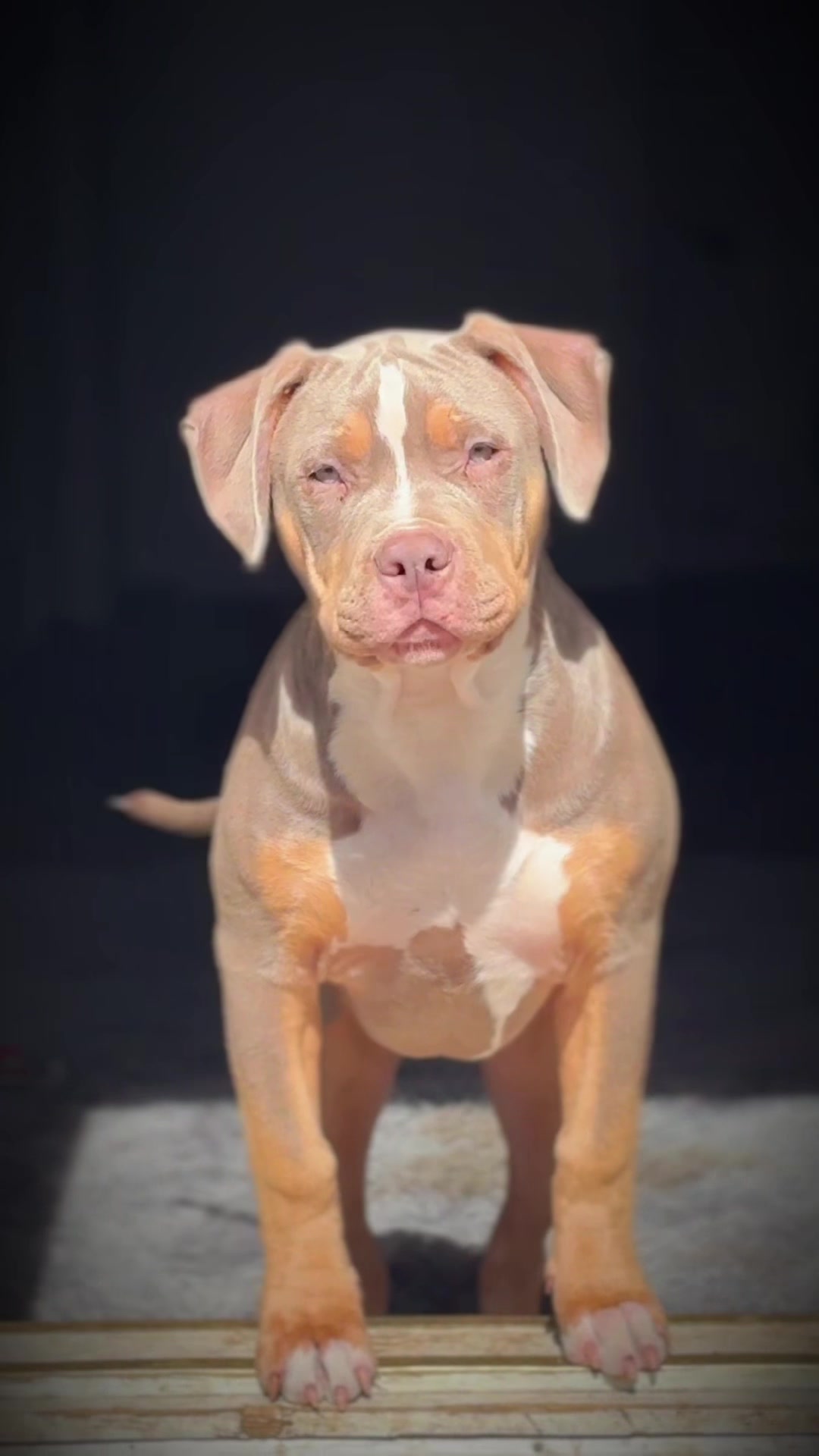 @MATRANG_dogs