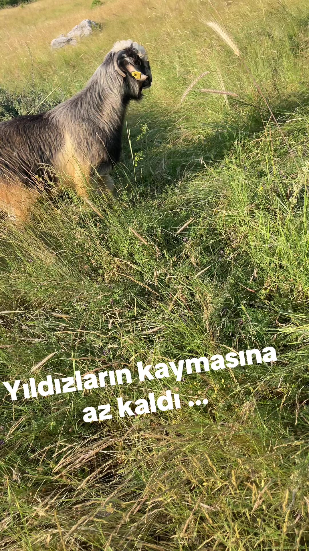 @Ramazan yapar