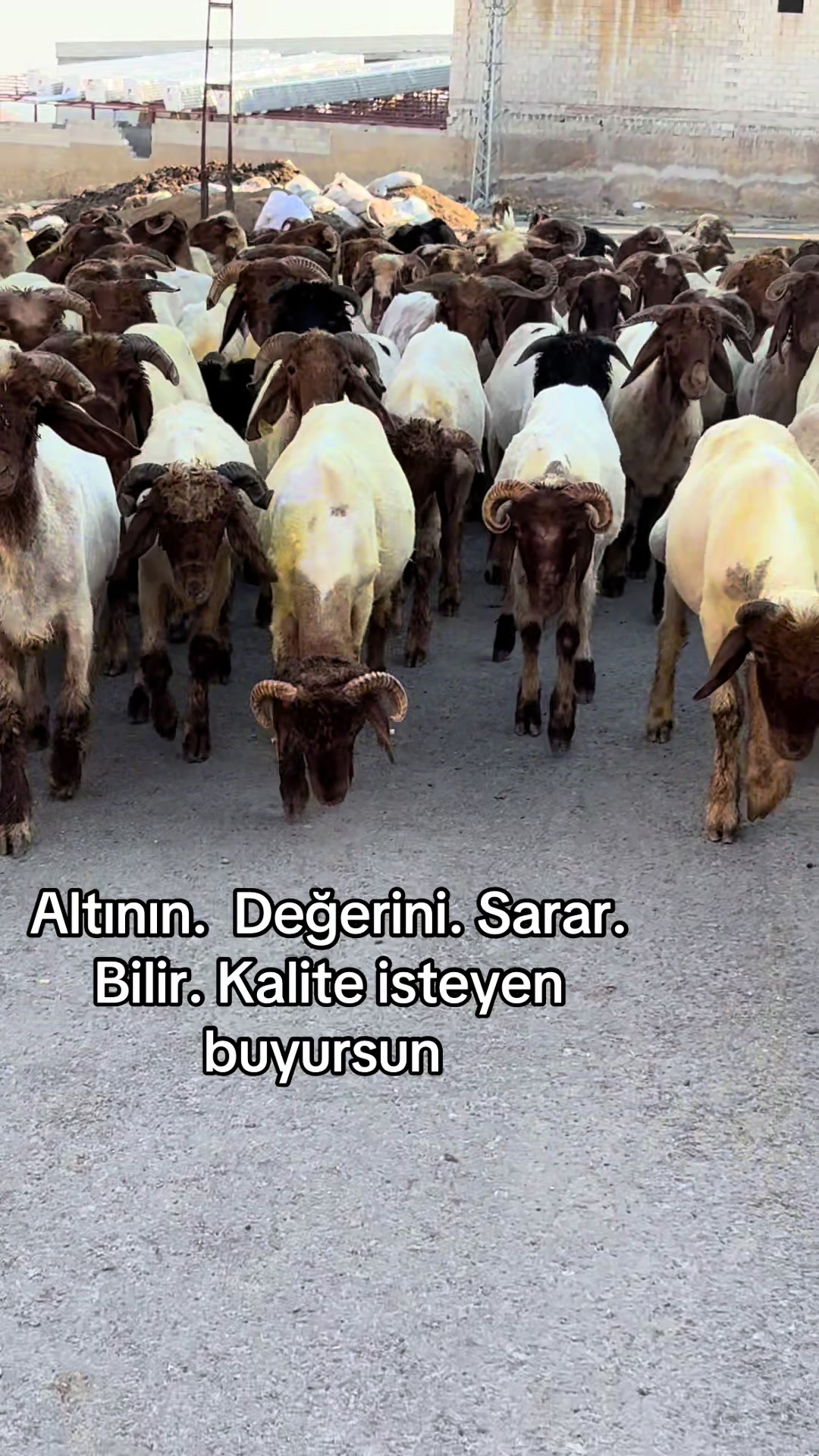 @Ahmet S&ouml;nmez