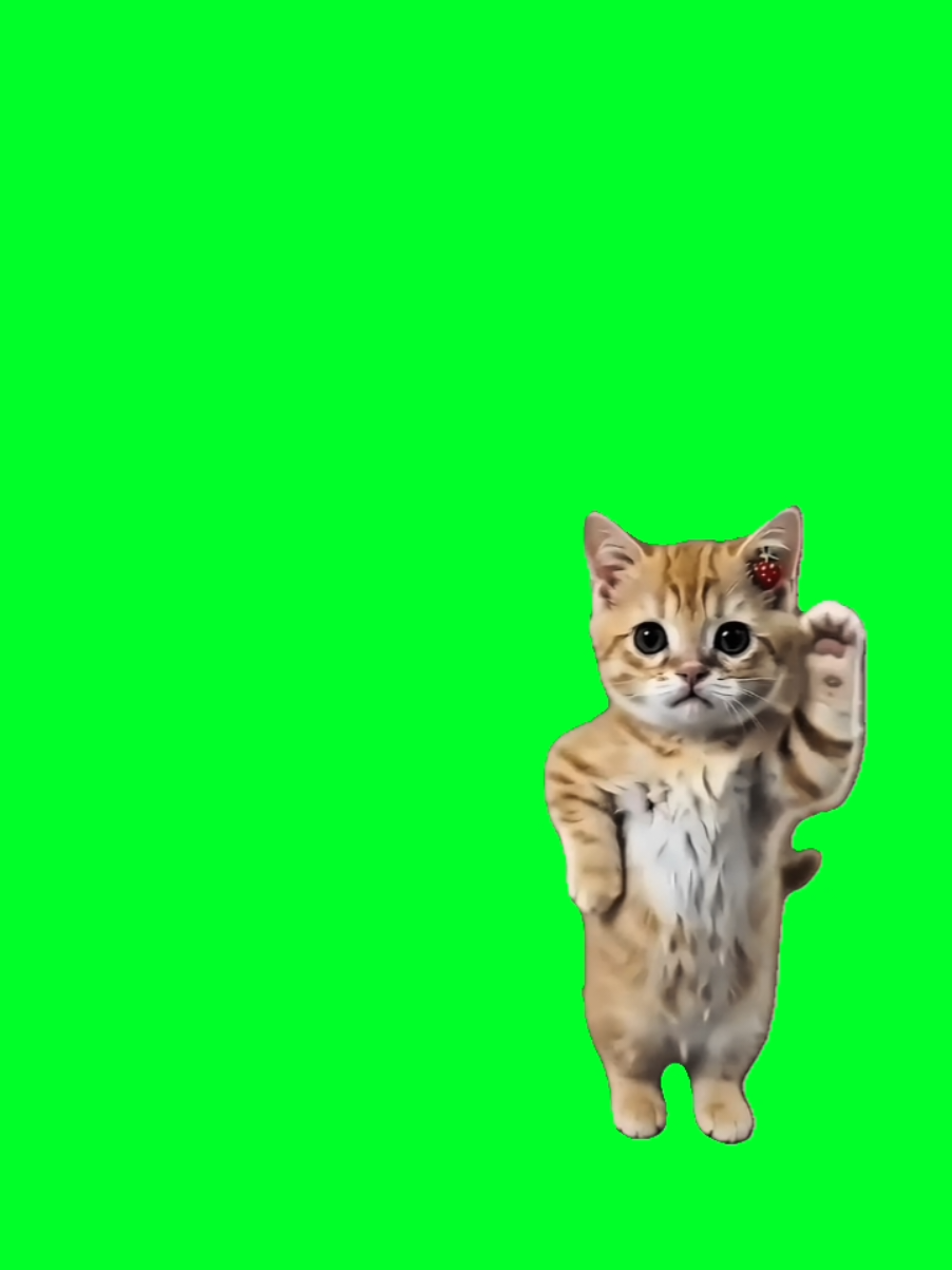 @TikTok Template